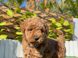 Caniche Toy perros CANICHE TOY MACHO - Anuncio 1