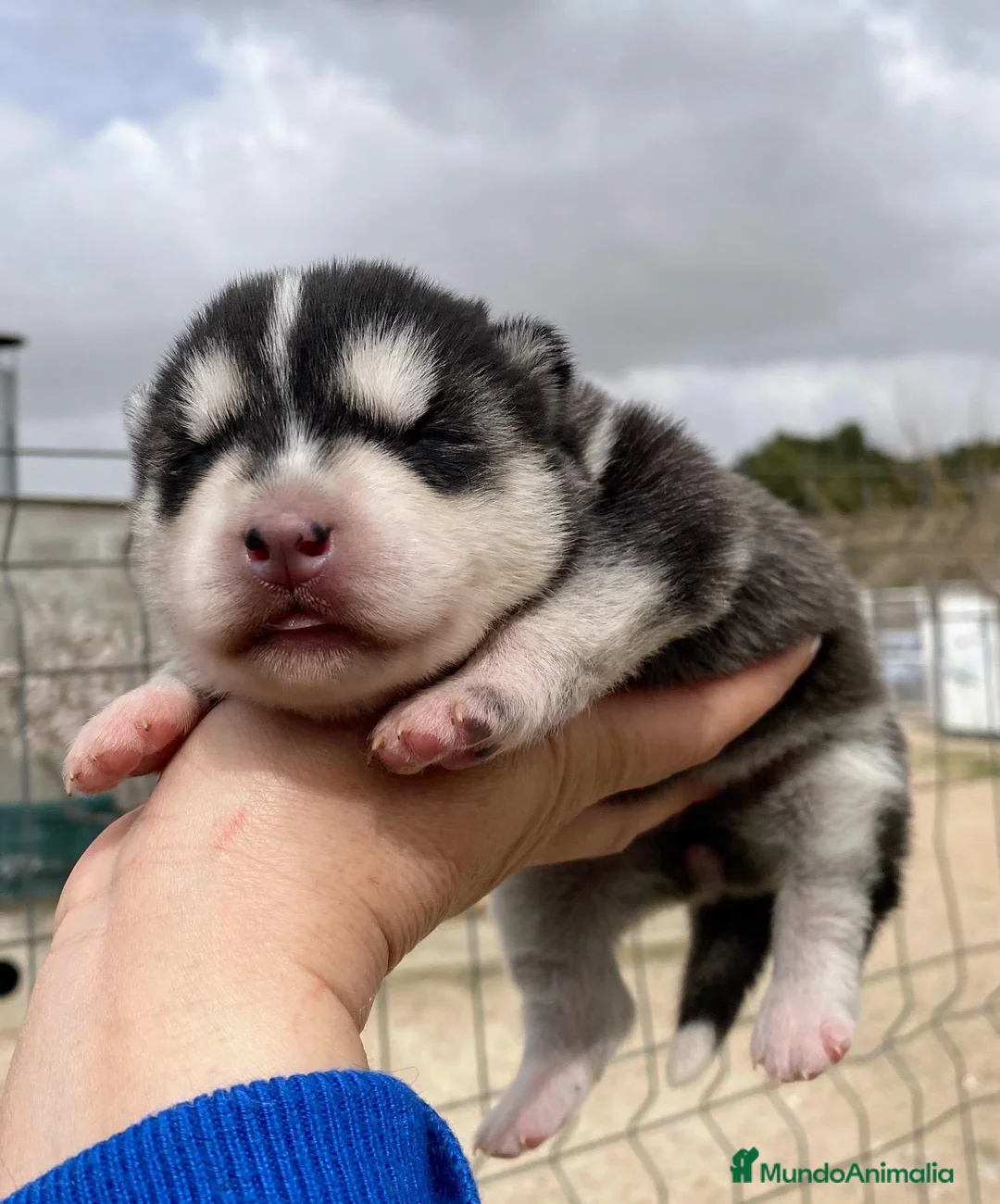 Husky Siberiano perros en venta: Preciosa camada husky siberiano  - Anuncio 1