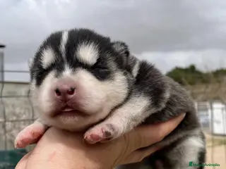 Husky Siberiano perros Preciosa camada husky siberiano - Anuncio 1