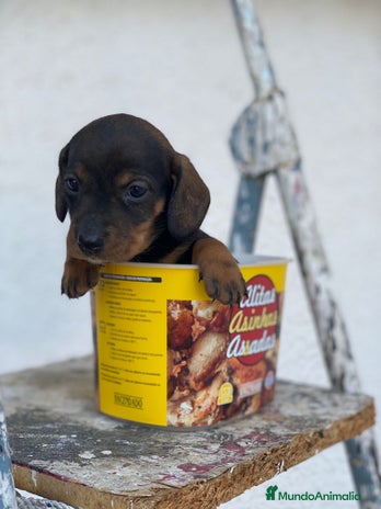 Teckel perros en Badajoz - Anuncio 2