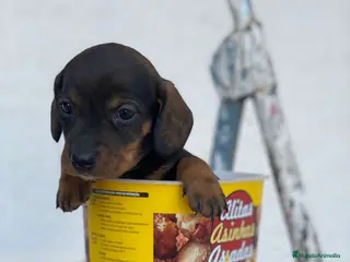 Teckel perros TECKEL //// GRAN SELECCIÓN en Badajoz - Anuncio 20