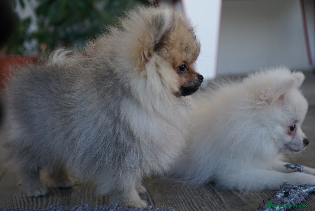 Pomerania perros en venta: 🐾 Sparky, Monk, Frosty y Prodigy – Pomerania ✨ - Imagen 2