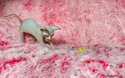 Sphynx gatos en venta: GATITA SPHYNX BLUE/BLANCO - Imagen 5