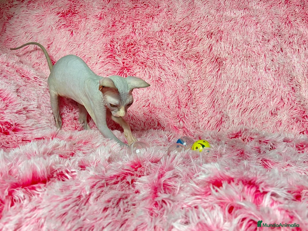 Sphynx gatos en venta: GATITA SPHYNX BLUE/BLANCO - Imagen 5
