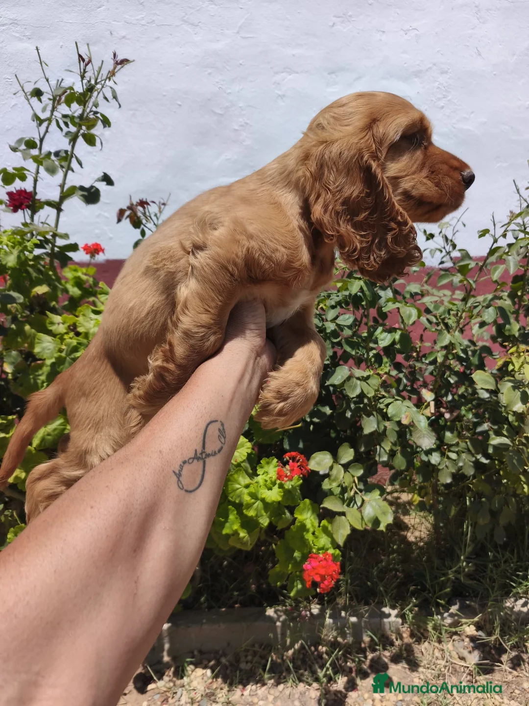 Cocker Spaniel Inglés perros en venta: Disponible cachorro de Cocker canela - Anuncio 1