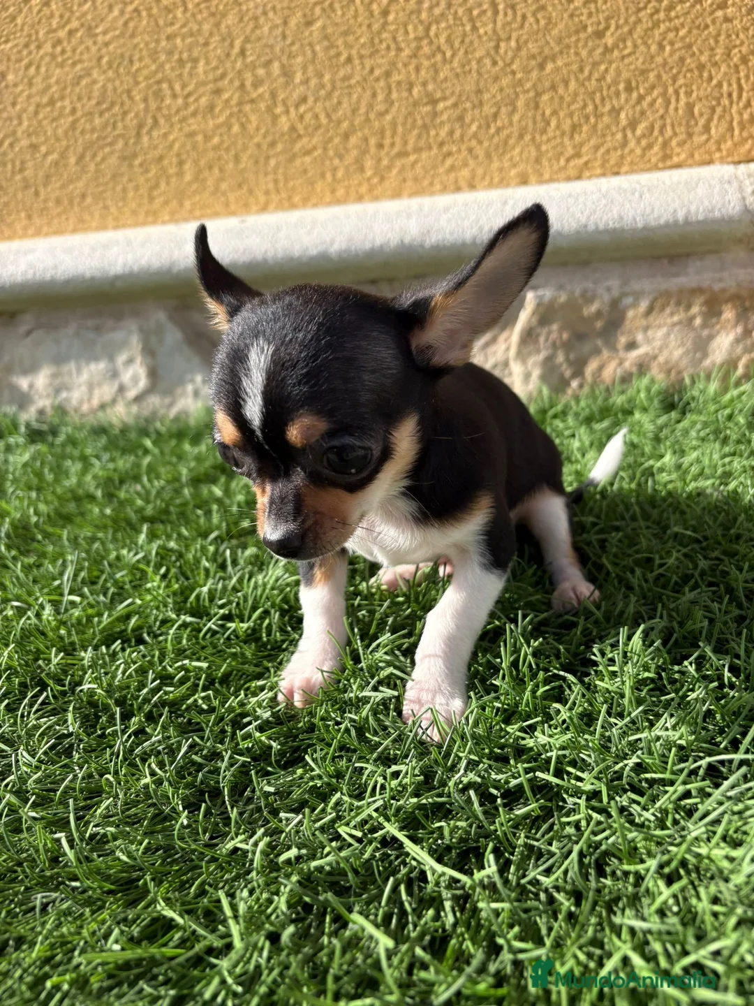 Chihuahua perros en venta: Chihuahua macho chihuahua toy tricolor  - Anuncio 18