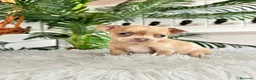 Chihuahua perros en venta: CHIHUAHUA  - Anuncio 10