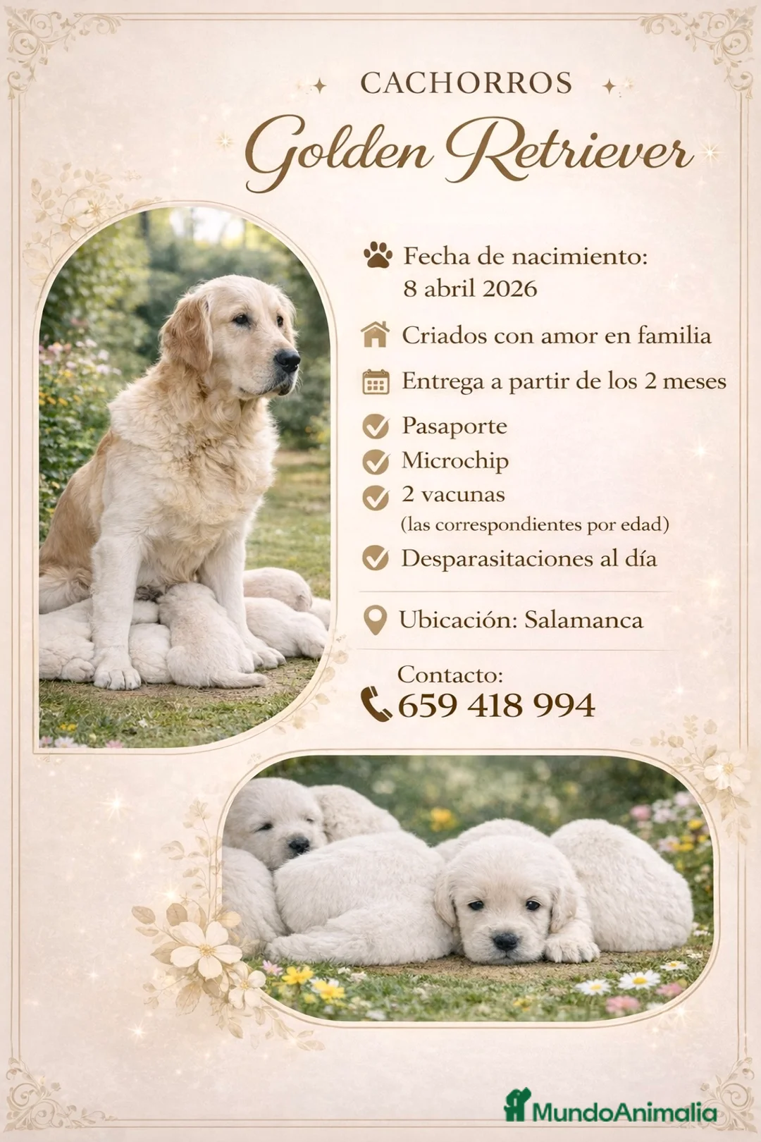 Golden Retriever perros en venta: Precioso Cachorro Golden retriever  - Anuncio 4