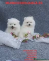 Pomerania Cachorro 1