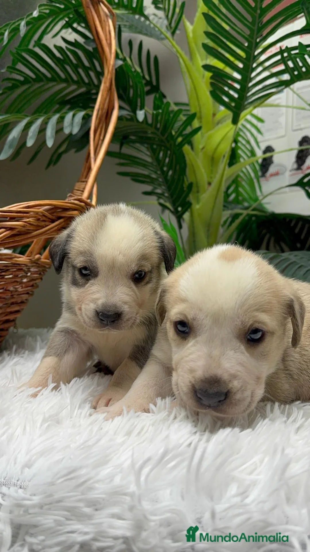 Mastín Español perros en venta: MASTIN ESPAÑOL - Anuncio 4