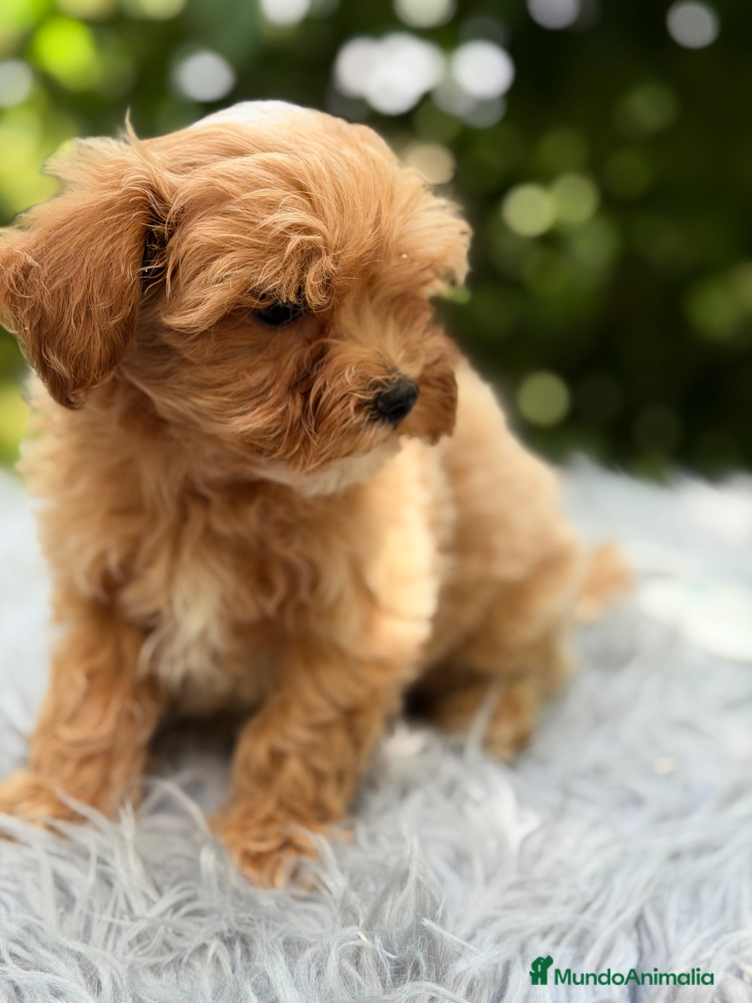 Maltipoo perros en venta: Maltipoo Minitoy macho  - Anuncio 2