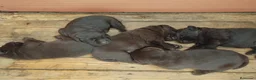 Labrador Retriever perros en venta: Labradores de Quercuscan - Anuncio 6