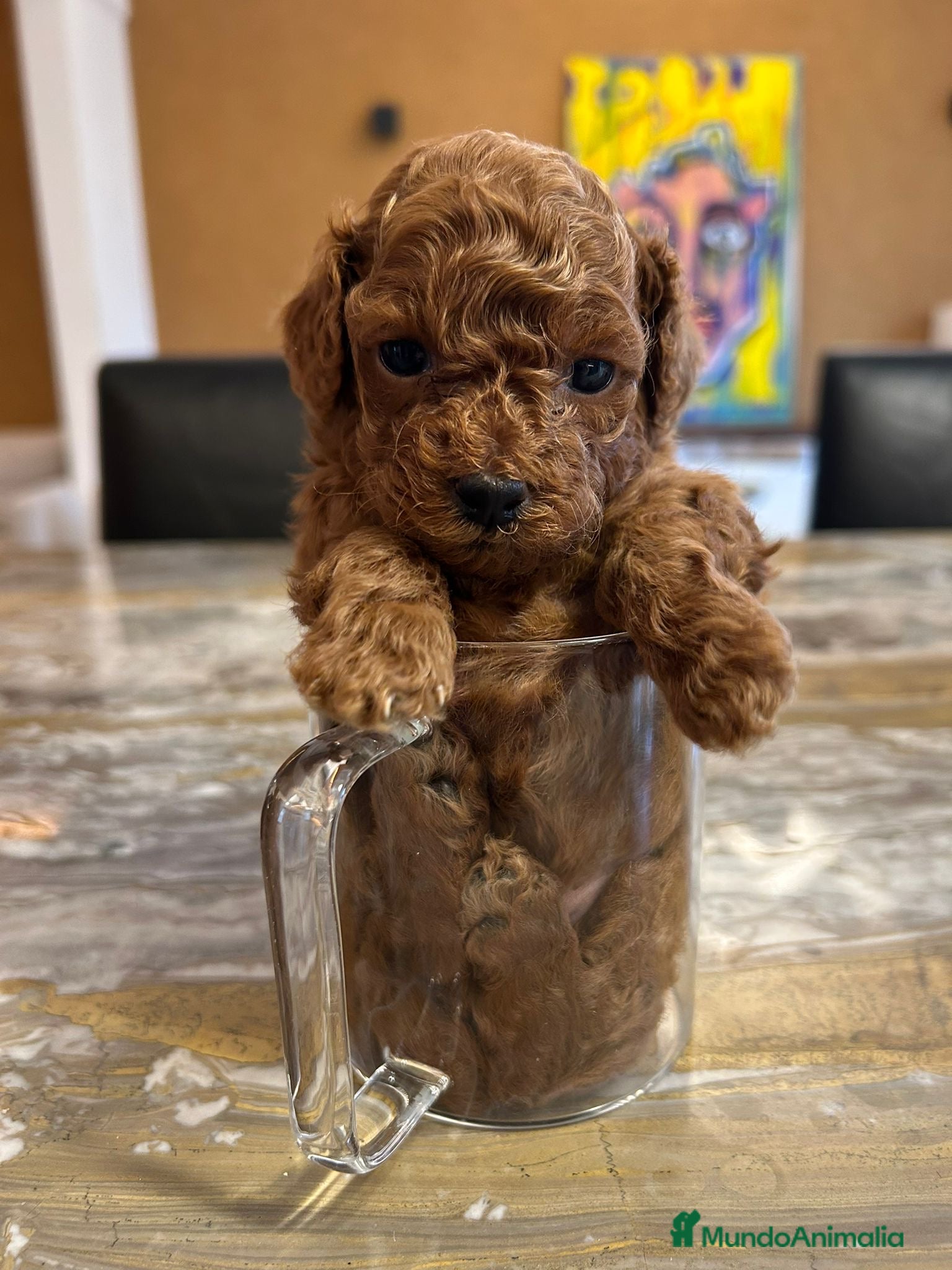 Caniche Toy perros Caniche Toy 🧸 - Anuncio 2