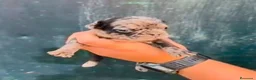 Bulldog Francés perros en venta: Bulldog Frances - Anuncio 1