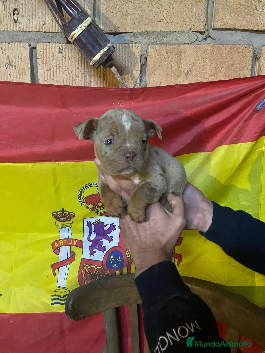 American Bully perros en venta: American bully pocket  - Anuncio 8