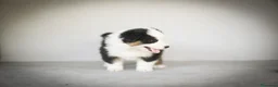 Pastor Australiano perros en venta: Cachorros Pastor Australiano - Anuncio 7
