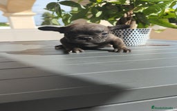 Bulldog Francés perros en venta: Atigrada bulldog Francés 🔝 - Imagen 4