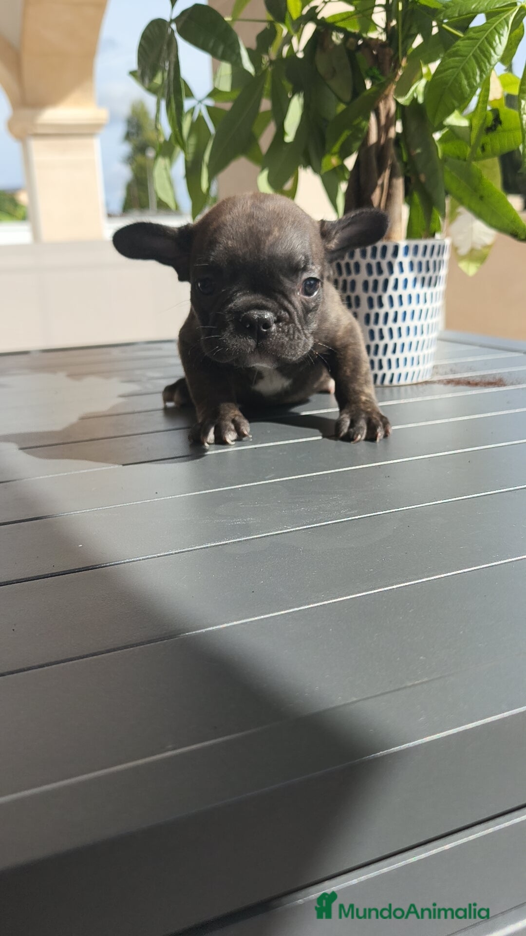 Bulldog Francés perros en venta: Atigrada bulldog Francés 🔝 - Imagen 4