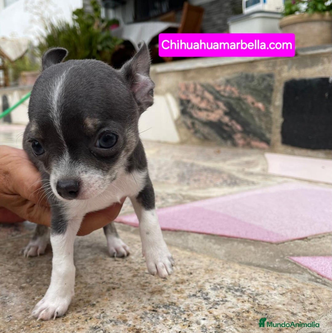 Chihuahua perros en venta: Chihuahuas machos - Imagen 2