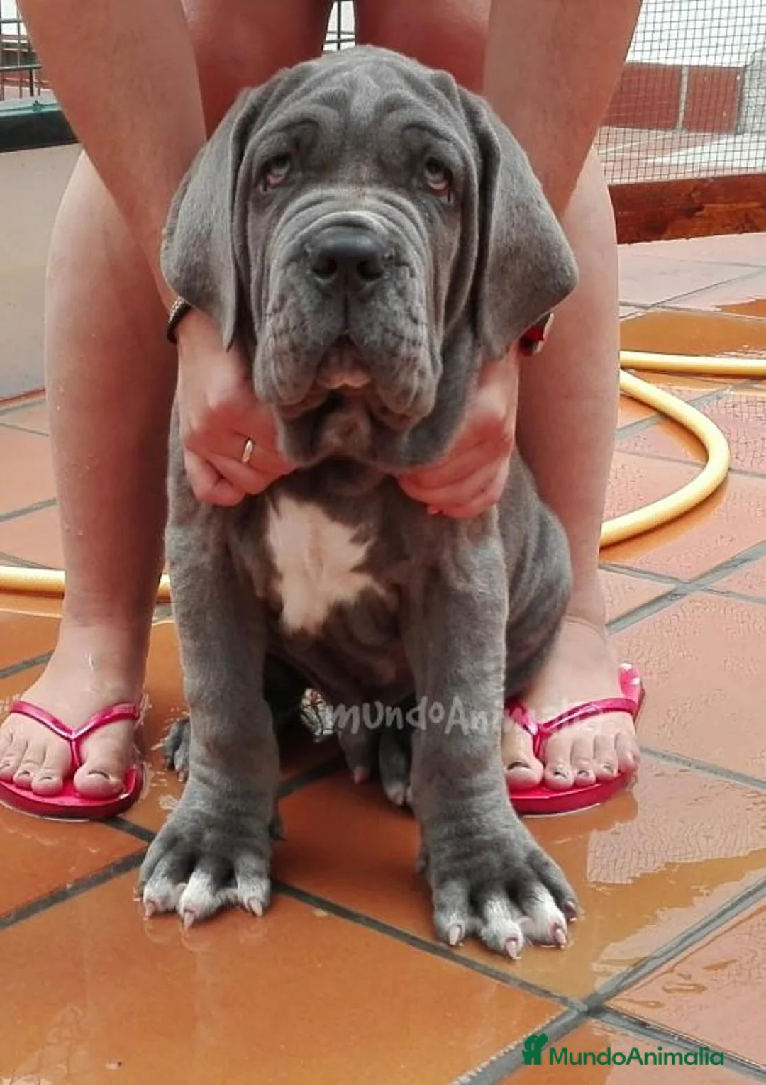 Imagen de galería {{count}}