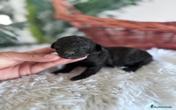 Caniche Toy perros en venta: CANICHE TOY HEMBRA - Imagen 9