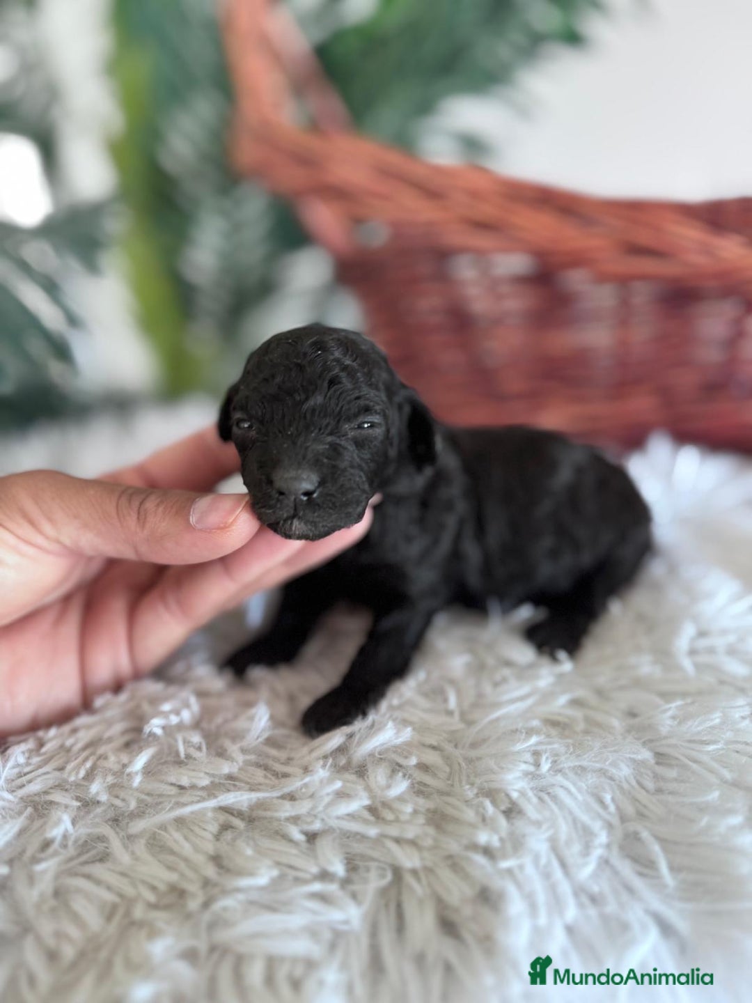 Caniche Toy perros en venta: CANICHE TOY HEMBRA - Imagen 9