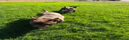 American Bully perros en venta: CACHORRITAS AMERICAN BULLY MICRO 7 MESES  en Madrid - Anuncio 9