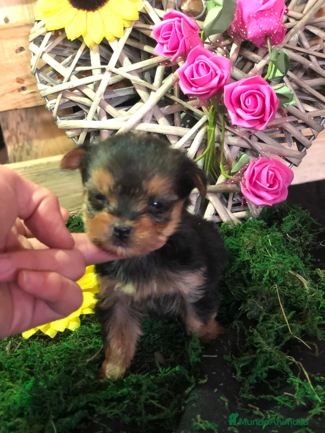 Yorkshire Terrier perros en venta: YORKSHIRE MINI TOY  - Anuncio 5