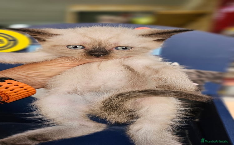 Siamés gatos - Anuncio 7