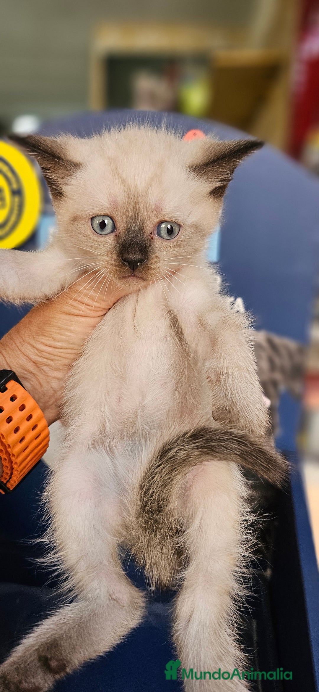 Siamés gatos en venta: Siames - Anuncio 1