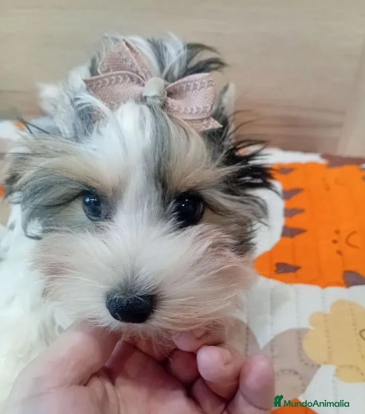 Yorkiepoo perros en venta: Hembra Yorkiepoo - Anuncio 27