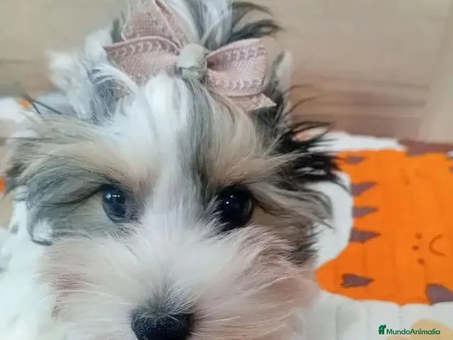 Yorkiepoo perros en venta: Hembra Yorkiepoo - Anuncio 27