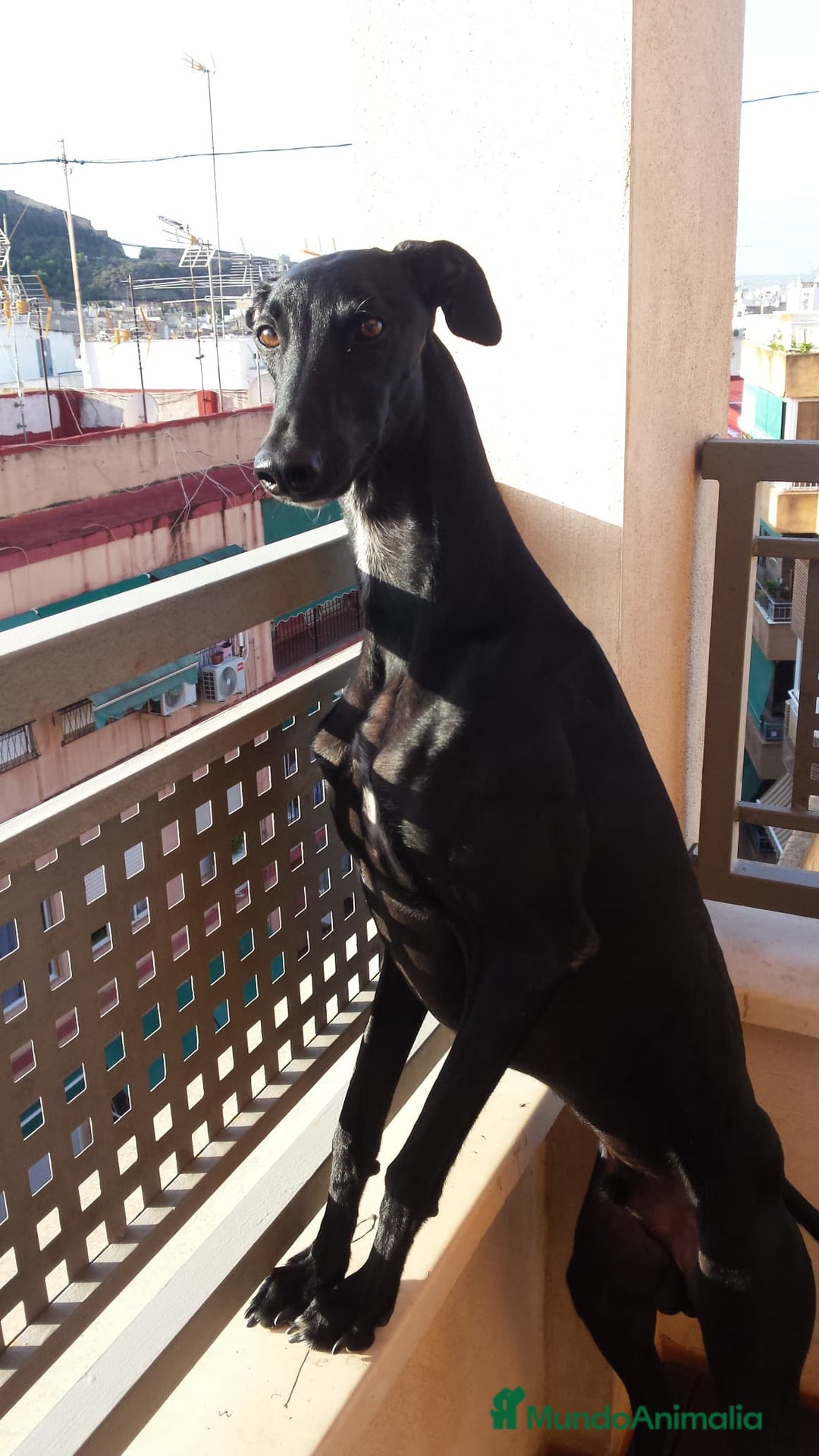 Galgo Español perros en venta: Galgo español machos - Imagen 8