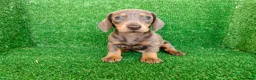 Teckel Miniatura perros en venta: Teckel miniatura  - Anuncio 11