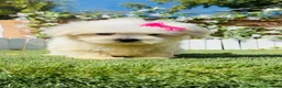 Bichón Maltés perros en venta: BICHON MALTES - HEMBRA - Anuncio 7