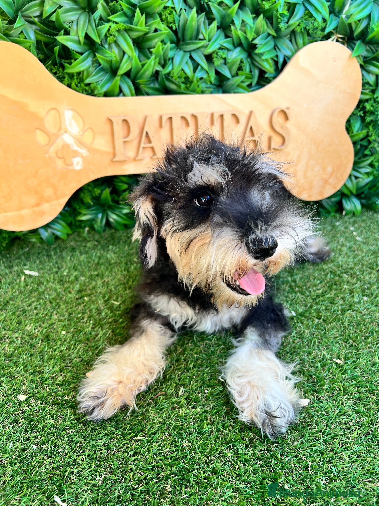Schnauzer Miniatura perros Schnauzer  - Anuncio 1