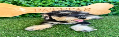 Schnauzer Miniatura 1