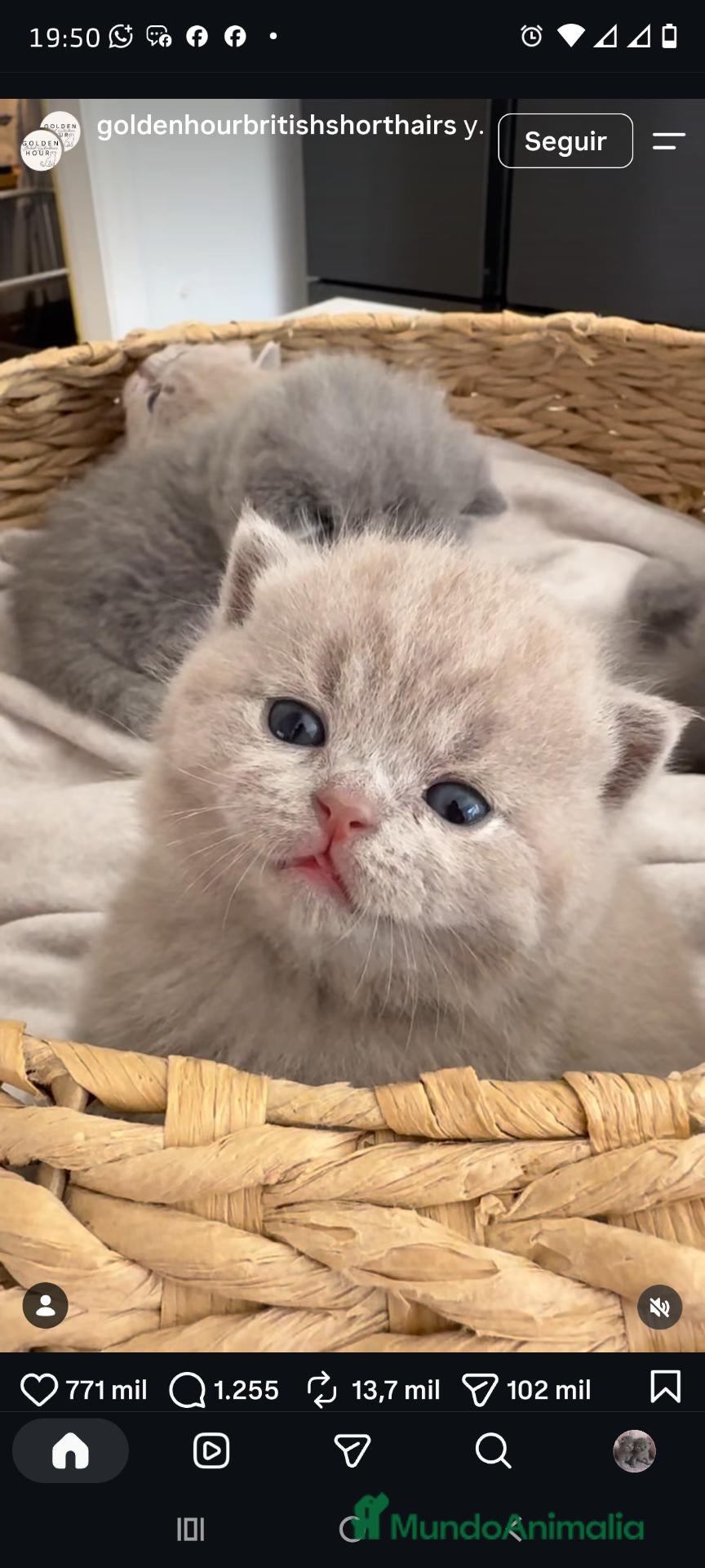 Británico de Pelo Corto gatos en venta: Gato British Shorthair  - Anuncio 1