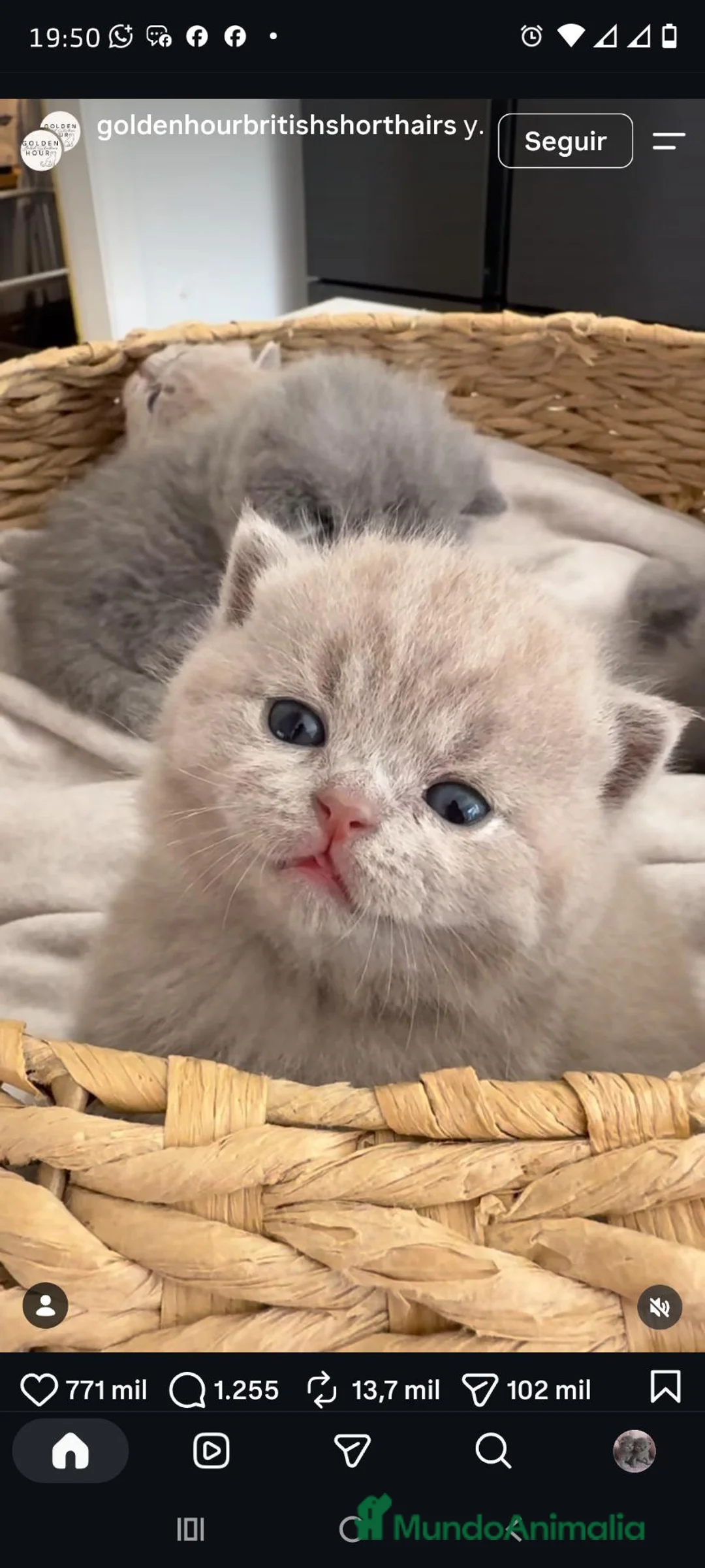 Británico de Pelo Corto gatos en venta: Gato British Shorthair  - Anuncio 1