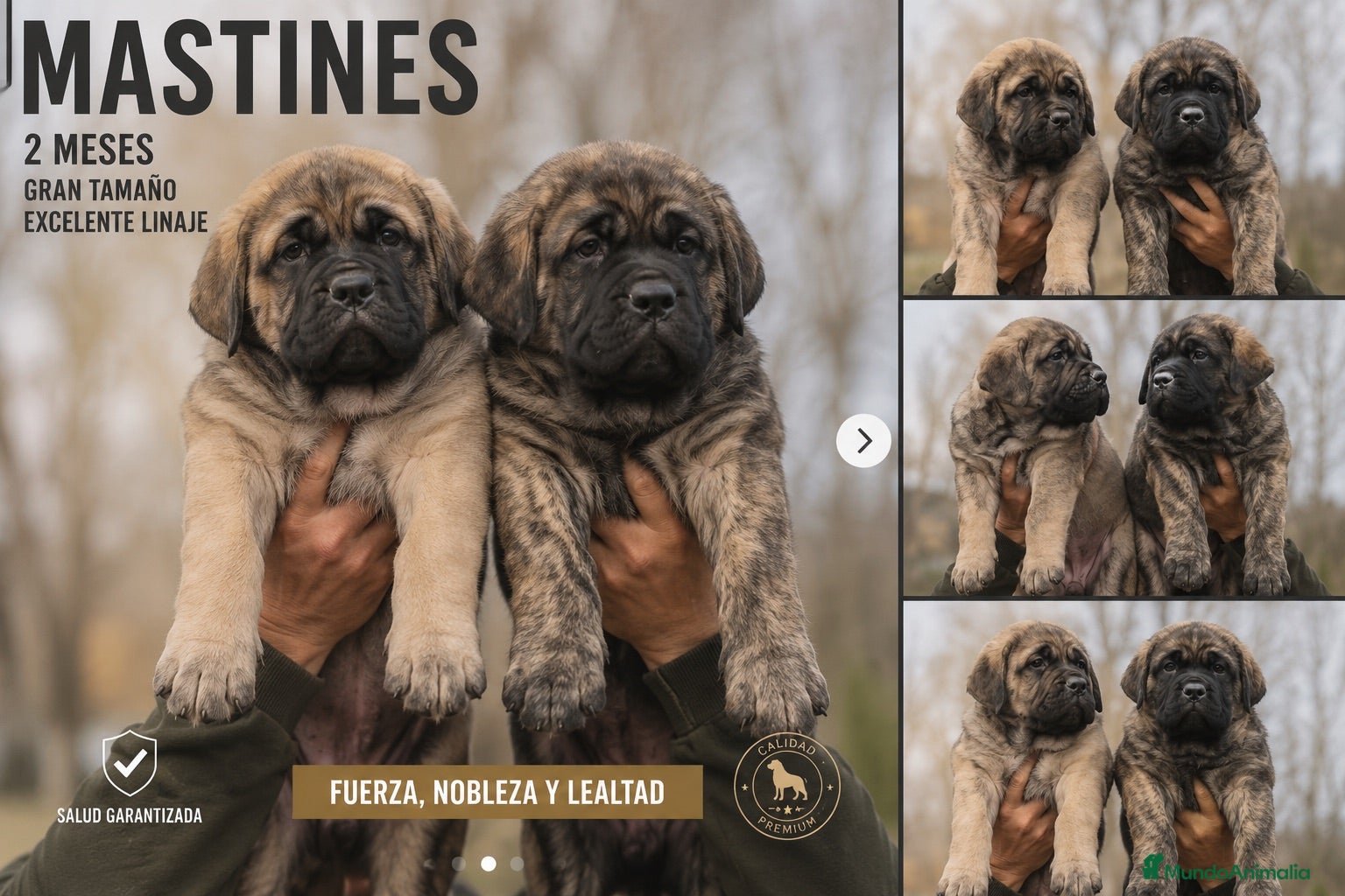 Mastín Español perros MASTINES - MADRID - ENTREGA - Anuncio 4
