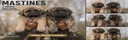 Mastín Español perros en venta: MASTINES - MADRID - ENTREGA - Anuncio 1