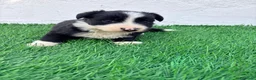 Border Collie perros en venta: Border Collie - Anuncio 10