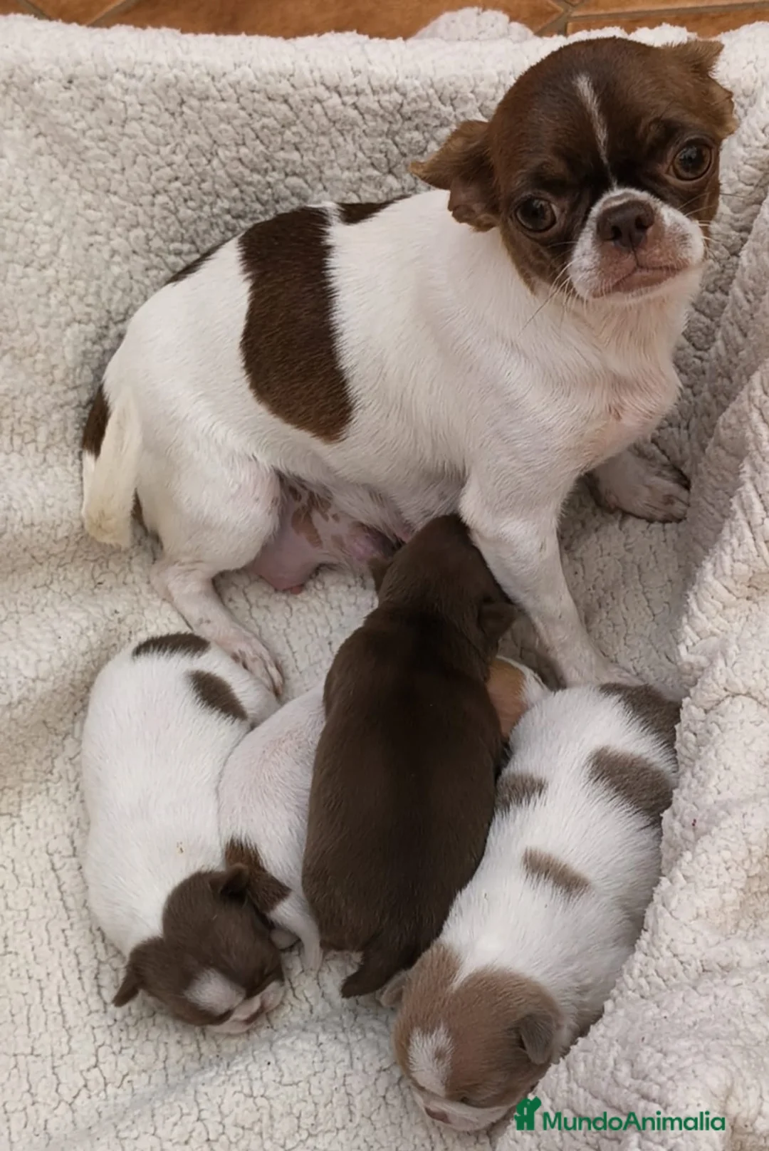 Chihuahua perros en venta: Chihuahua líneas rusas - Anuncio 5