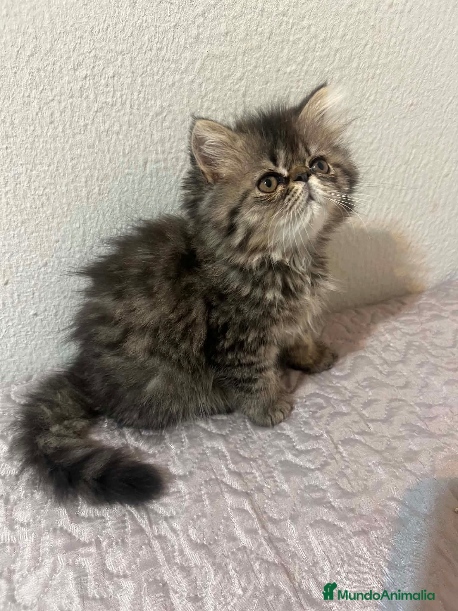 Persa gatos Persa - Anuncio 2