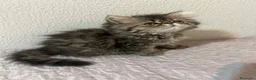 Persa gatos en venta: Persa en Sevilla - Anuncio 1
