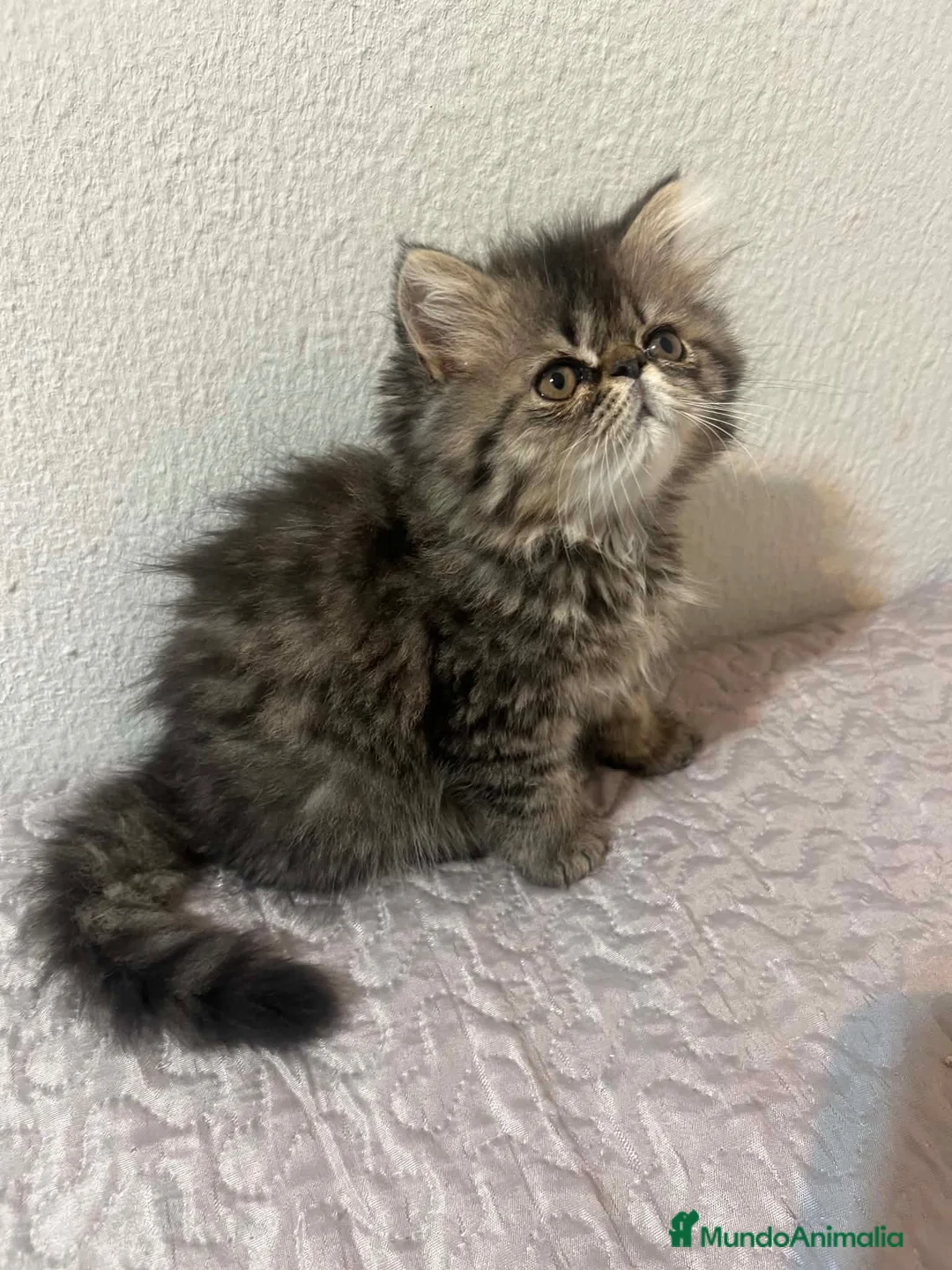 Persa gatos en venta: Persa en Sevilla - Anuncio 1