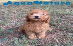 Raza Mixta perros en venta: Caniche Macho de Barbie 6295 AQUANATURA - Imagen 1