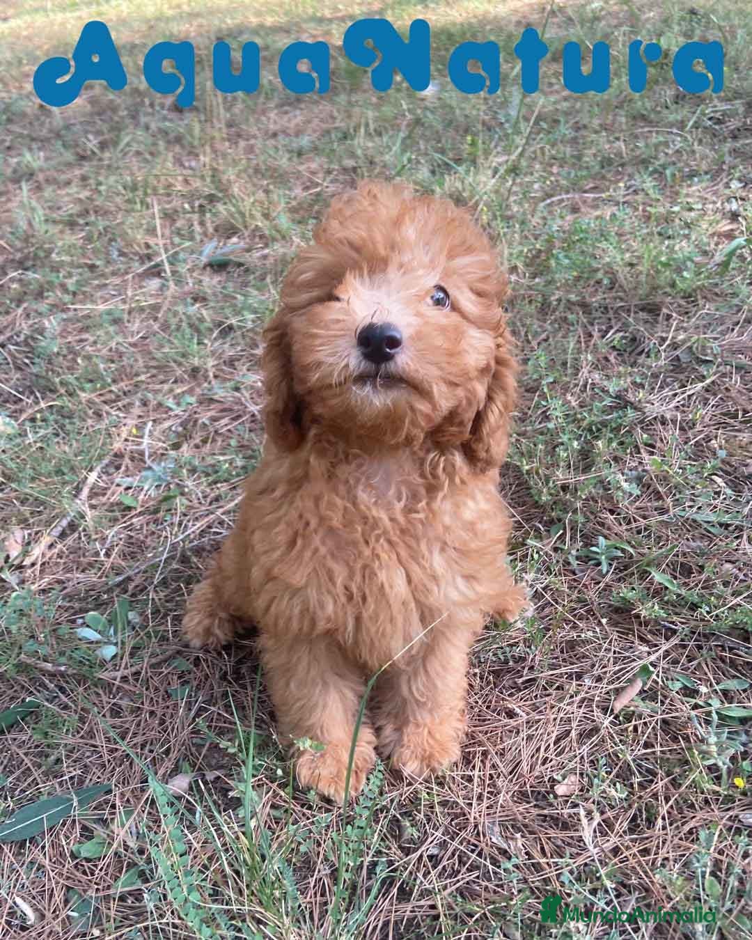 Raza Mixta perros en venta: Caniche Macho de Barbie 6295 AQUANATURA - Imagen 1