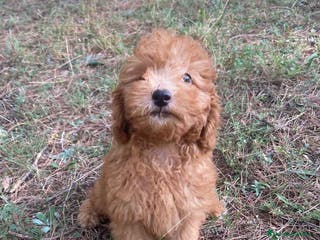 Raza Mixta perros Caniche Macho de Barbie 6295 AQUANATURA - Anuncio 18