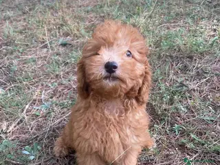 Raza Mixta perros Caniche Macho de Barbie 6295 AQUANATURA - Anuncio 16